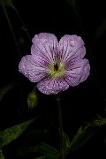 151Geranium viscosissimum Front Flash 19-7044